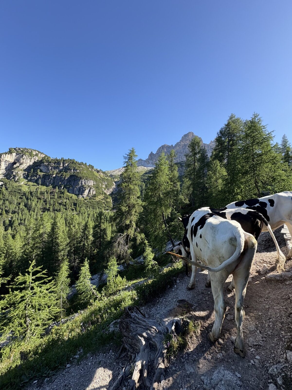 Tre Cime di Lavaredo: Co vás čeká, když se vydáte na nejznámější túru v Dolomitech